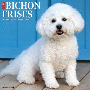 Willow Creek Press Bichon Frises Monthly 2025 Wall Calendar (12" x 12")