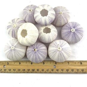 Natural Purple Sea Urchins for Air Plants,Craft and Decorations 10PC(Approx:2" Inch)