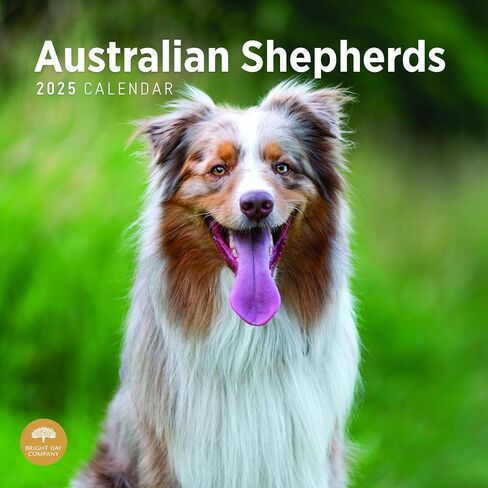 2025 Australian Shepherds Monthly Wall Calendar by Bright Day, 12 x 12 Inch Cute Dog Breed Gift in Saudi Arabia