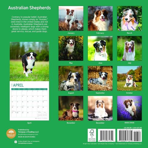 2025 Australian Shepherds Monthly Wall Calendar by Bright Day, 12 x 12 Inch Cute Dog Breed Gift in Saudi Arabia