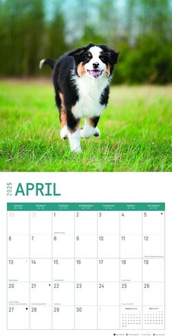 2025 Australian Shepherds Monthly Wall Calendar by Bright Day, 12 x 12 Inch Cute Dog Breed Gift in Saudi Arabia
