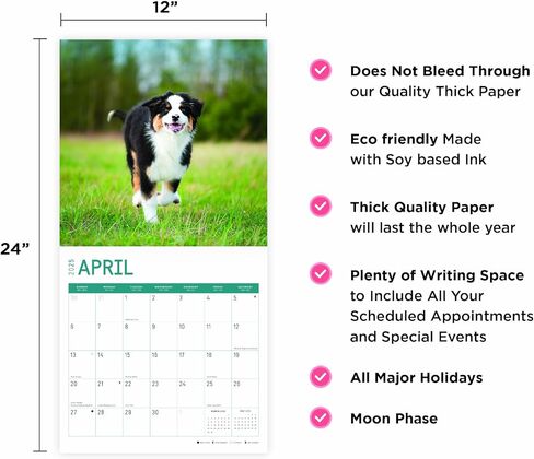 2025 Australian Shepherds Monthly Wall Calendar by Bright Day, 12 x 12 Inch Cute Dog Breed Gift in Saudi Arabia