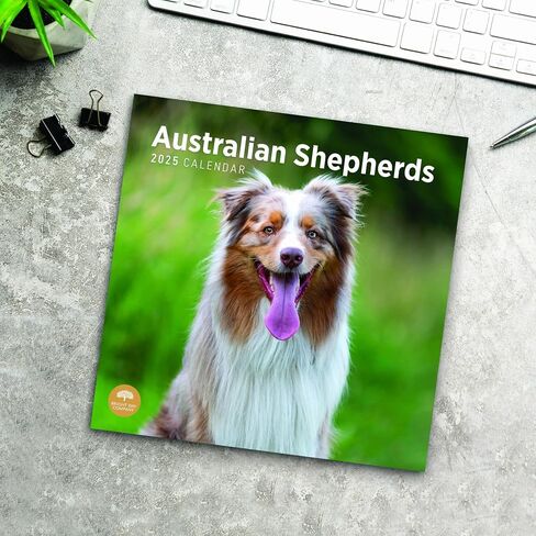 2025 Australian Shepherds Monthly Wall Calendar by Bright Day, 12 x 12 Inch Cute Dog Breed Gift in Saudi Arabia