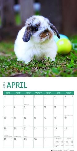 2025 Rabbits Monthly Wall Calendar by Bright Day, 12 x 12 Inch Cute Nature Photography Gift in Saudi Arabia
