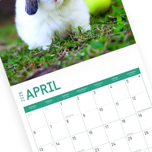 2025 Rabbits Monthly Wall Calendar by Bright Day, 12 x 12 Inch Cute Nature Photography Gift in Saudi Arabia