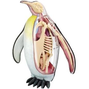 4D Vision Emperor Penguin Anatomy Model - Medical Quality Collectible with Fully Detachable Organs and Body Parts
