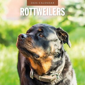 Red Robin 2025 Rottweilers Monthly Wall Calendar | 12" x 24" Open | Premium Thick & Sturdy Paper | Hangable 12 Month Calendar | Plastic Free | 4 Month Transition Page for 2024