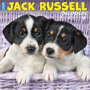 Willow Creek Press Jack Russell Puppies Monthly 2025 Wall Calendar (12" x 12")