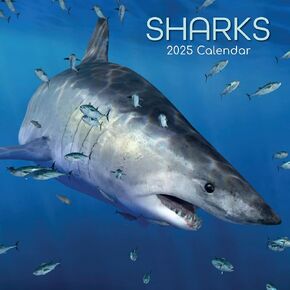The Gifted Stationary 2025 Square Wall Calendar, Sharks, 16-Month Animals Theme Hanging Calendar with 180 Reminder Stickers, Month Planner for Creative Spaces, 12x12 In