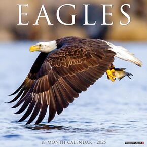 Willow Creek Press Eagles Monthly 2025 Wall Calendar (12" x 12")