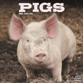 2025 Pigs Wall Calendar, 12X12, Avonside Publishing