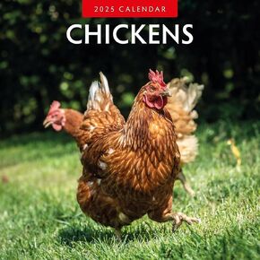 Red Robin 2025 Chickens Monthly Wall Calendar | 12" x 24" Open | Premium Thick & Sturdy Paper | Hangable 12 Month Calendar | Plastic Free | 4 Month Transition Page for 2024
