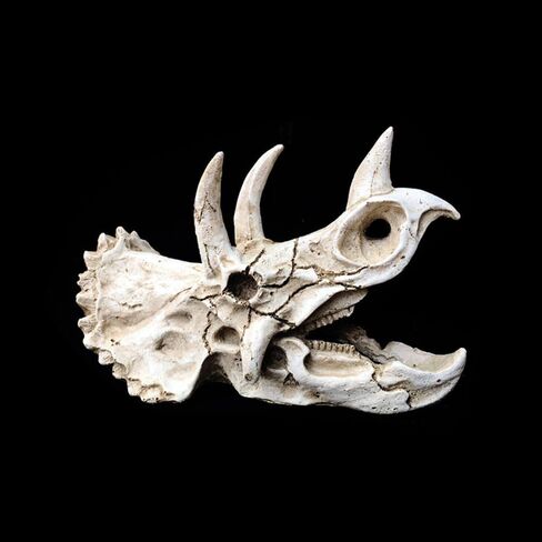 حوض السمك ديناصور الحفريات الديكور ترايسيراتوبس الجمجمة الديكور الاصطناعي ديناصور مخبأ كهف المناظر الطبيعية خزان الأسماك الديكور المناظر الطبيعية يختبئ البيت in Kuwait