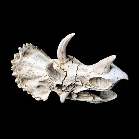 حوض السمك ديناصور الحفريات الديكور ترايسيراتوبس الجمجمة الديكور الاصطناعي ديناصور مخبأ كهف المناظر الطبيعية خزان الأسماك الديكور المناظر الطبيعية يختبئ البيت in Kuwait