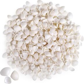 PPCLION 600 Pcs Natural Tiny Small Sea Shells White Clam Shells for DIY Craft, Jewelry Making, Home Decor, Vase Fillers