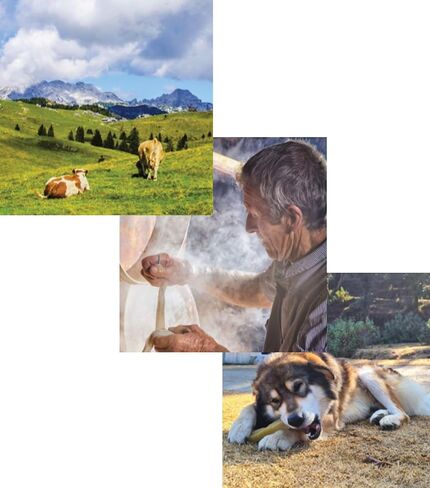 Peanut Butter Himalayan Yak Cheese Chew for Dogs - 2 Pack Medium - Yak Chews for Dogs in Kuwait