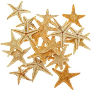 Julie Wang 110 PCS Natural Starfish Tiny Small Sea Star Micro-Landscape Beach Wedding Nautical Ornament Shells Resin Craft DIY Vase Filler Accessory 0.39 to 0.78 inches