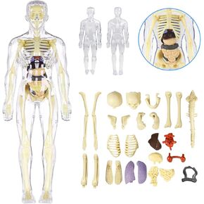 3D Human Body Anatomy Model(Half&Fully Transparent) for Kids 8-12, Skeleton Model Kids, Children Plastic DIY Skeleton Toy, Skeleton Model Kids, Educational Science Kit, Removable Parts
