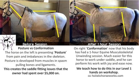 Holistic Horseworks “Level 1: Equine Musculoskeletal Unwinding" DVD Course - Certified Horse Massage Therapy Technique - Earn a Certificate of Completion - For Novice and Pro Horse Lovers in Saudi Arabia