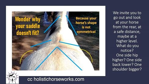 Holistic Horseworks “Level 1: Equine Musculoskeletal Unwinding" DVD Course - Certified Horse Massage Therapy Technique - Earn a Certificate of Completion - For Novice and Pro Horse Lovers in Saudi Arabia