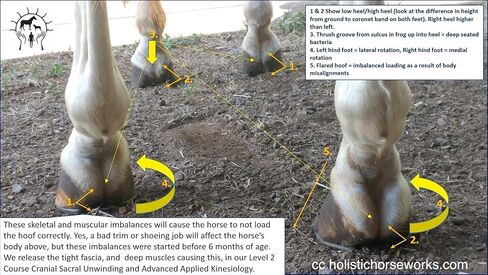 Holistic Horseworks “Level 1: Equine Musculoskeletal Unwinding" DVD Course - Certified Horse Massage Therapy Technique - Earn a Certificate of Completion - For Novice and Pro Horse Lovers in Saudi Arabia