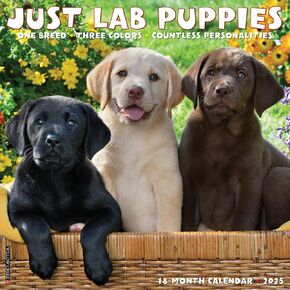 Willow Creek Press Lab Puppies Monthly 2025 Wall Calendar (12" x 12") in Kuwait