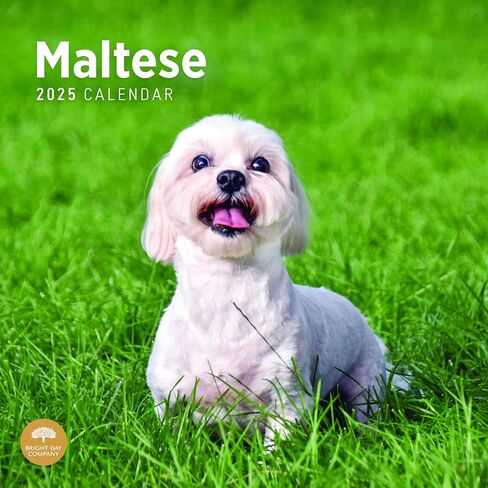 2025 Maltese Monthly Wall Calendar by Bright Day, 12 x 12 Inch Cute Dog Breed Gift in Saudi Arabia