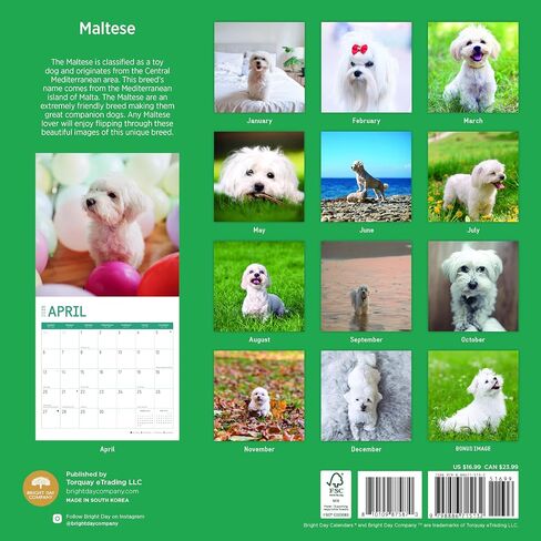 2025 Maltese Monthly Wall Calendar by Bright Day, 12 x 12 Inch Cute Dog Breed Gift in Saudi Arabia
