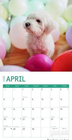 2025 Maltese Monthly Wall Calendar by Bright Day, 12 x 12 Inch Cute Dog Breed Gift in Saudi Arabia