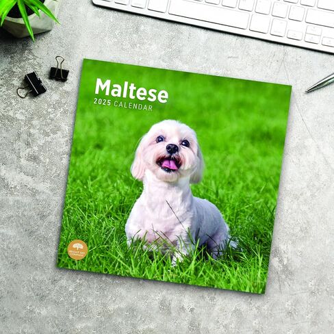 2025 Maltese Monthly Wall Calendar by Bright Day, 12 x 12 Inch Cute Dog Breed Gift in Saudi Arabia