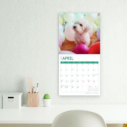 2025 Maltese Monthly Wall Calendar by Bright Day, 12 x 12 Inch Cute Dog Breed Gift in Saudi Arabia