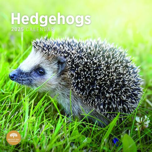 2025 Hedgehogs Monthly Wall Calendar by Bright Day, 12 x 12 Inch Cute Nature Photography Gift in Saudi Arabia