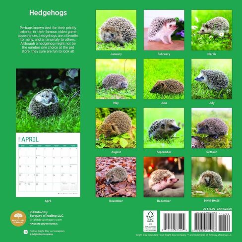 2025 Hedgehogs Monthly Wall Calendar by Bright Day, 12 x 12 Inch Cute Nature Photography Gift in Saudi Arabia