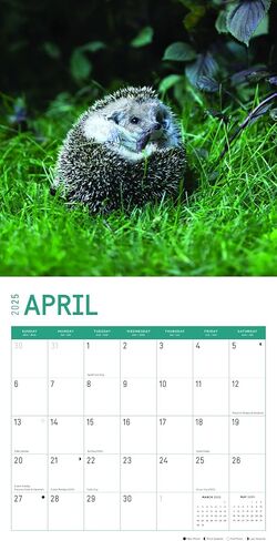 2025 Hedgehogs Monthly Wall Calendar by Bright Day, 12 x 12 Inch Cute Nature Photography Gift in Saudi Arabia