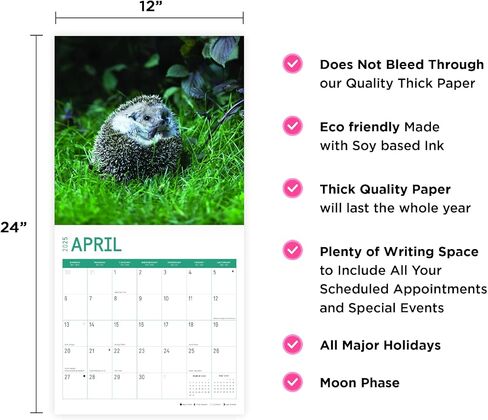 2025 Hedgehogs Monthly Wall Calendar by Bright Day, 12 x 12 Inch Cute Nature Photography Gift in Saudi Arabia