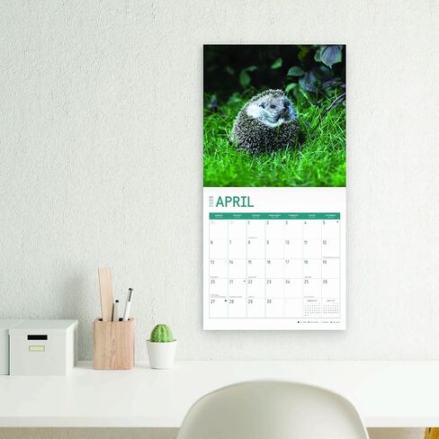 2025 Hedgehogs Monthly Wall Calendar by Bright Day, 12 x 12 Inch Cute Nature Photography Gift in Saudi Arabia