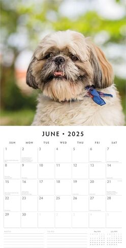 Red Robin 2025 Shih Tzu Monthly Wall Calendar | 12" x 24" Open | Premium Thick & Sturdy Paper | Hangable 12 Month Calendar | Plastic Free | 4 Month Transition Page for 2024 in Saudi Arabia