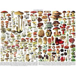 New York Puzzle Company - Vintage Images Mushrooms ~ Champignons - 1000 Random Cut Jigsaw Puzzle for Adults by Adolphe Philip Millot