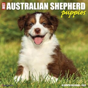 Willow Creek Press Australian Shepherd Puppies Monthly 2025 Wall Calendar (12" x 12")