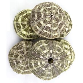 Large Alfonso Gator Sea Urchins Shells 6PC 3"-4" Inch