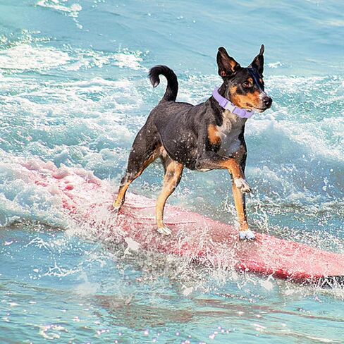 Waterproof Dog Collar with Safety Metal Buckle, Durable and Easy to Clean Soft Rubber Dog Collar, Adjustable Pet Collars for Small Medium Large Dogs in Kuwait