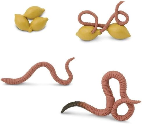 Safari Ltd. Life Cycle of a Worm Set - Miniature Educational Figurines - Realistic and Detailed Toy Collection for Boys, Girls & Kids Age 4+ in Saudi Arabia