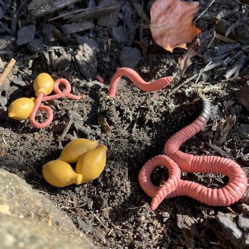 Safari Ltd. Life Cycle of a Worm Set - Miniature Educational Figurines - Realistic and Detailed Toy Collection for Boys, Girls & Kids Age 4+ in Saudi Arabia