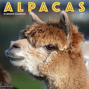 Willow Creek Press Alpacas Monthly 2025 Wall Calendar (12" x 12")