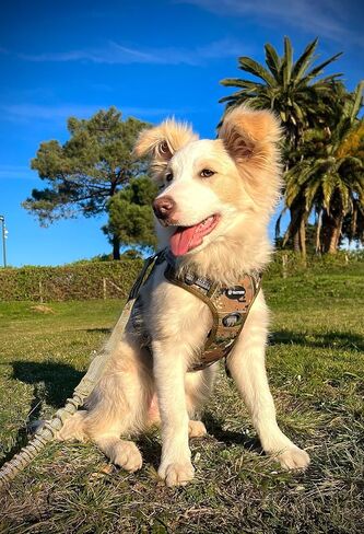Tactical Dog Harness Heavy Duty No Pull Adjustable Reflective Molle K9 Military Training (Marine Camo, Extra Large) in Saudi Arabia
