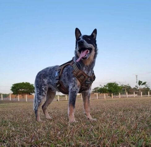 Tactical Dog Harness Heavy Duty No Pull Adjustable Reflective Molle K9 Military Training (Marine Camo, Extra Large) in Saudi Arabia