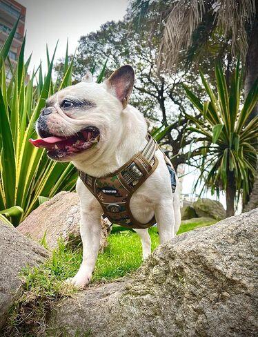 Tactical Dog Harness Heavy Duty No Pull Adjustable Reflective Molle K9 Military Training (Marine Camo, Extra Large) in Saudi Arabia
