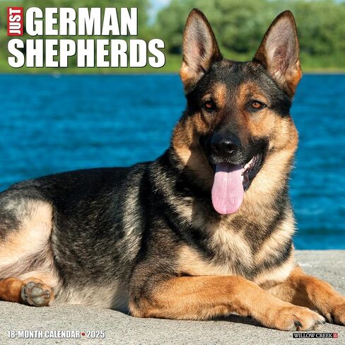 Willow Creek Press German Shepherds Monthly 2025 Wall Calendar (12" x 12") in Saudi Arabia