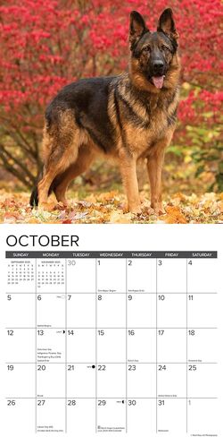 Willow Creek Press German Shepherds Monthly 2025 Wall Calendar (12" x 12") in Saudi Arabia