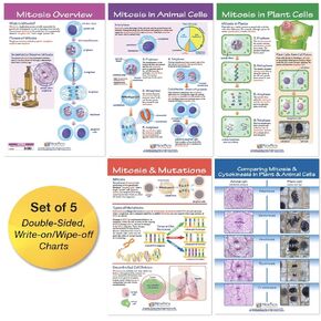 NewPath Learning Mitosis Bulletin Board Chart Set (Pack of 5) (94-7014)